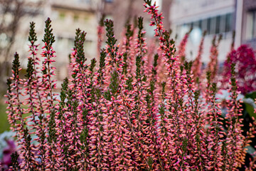 Heather growth