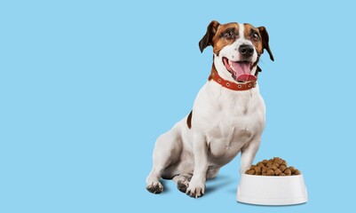 Dog with bowl full of food. Dry pet food concept.