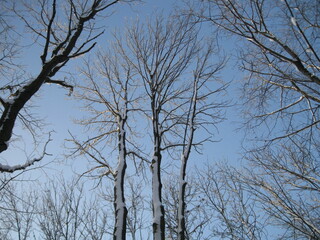 Trees in winter against the blue sky