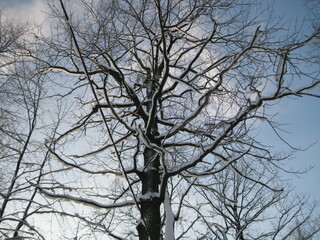 Tree in winter