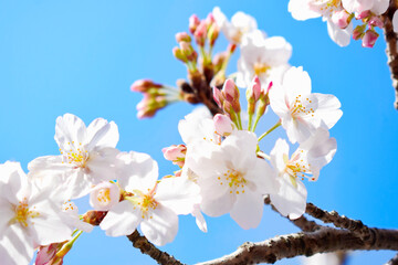 青空と桜の花