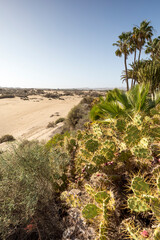 Oase mit Kaktus, Palmen und Pflanzen bei der Sandwüste Dunas de Maspalomas