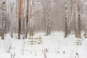 In the February forest there are white birches and green young firs