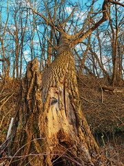 Umgest&uuml;rzter Baum