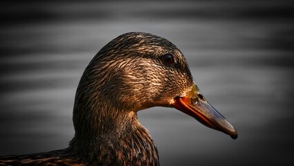 Ente closeup