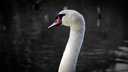 Obraz premium Edler Schwan