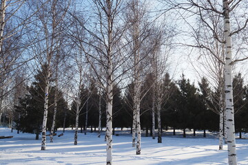 Winter landscape. Birch trees in winter in the park against the background of white snow.