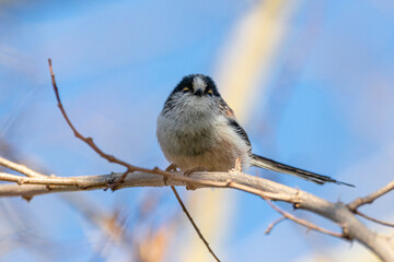 Fototapeta premium Long-tailed Tit perched on a tree branch