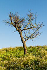 tree in the light of a summer morning in Provence