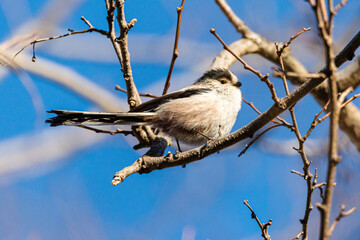 Obraz premium Long-tailed Tit perched on a tree branch