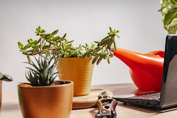 Home plants in pots, accessories for home gardening. Still life on gray background