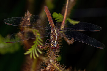 Adult Tropical King Skimmer