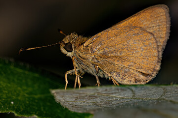 Adult Skipper Butterfly