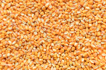 Top view of harvested corn grains as background