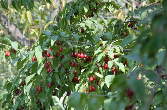 Dogwood shrub with ripe red berries, harvesting