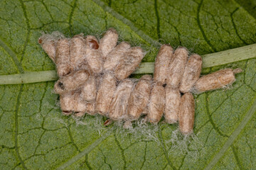Pupae hatched from a parasitoid wasp