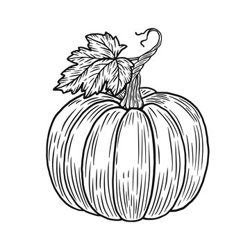 Vector vintage drawing of pumpkin isolated on white.