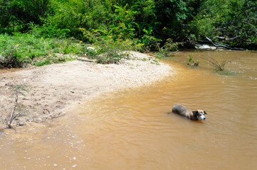 Dog swimming in river in the forest.