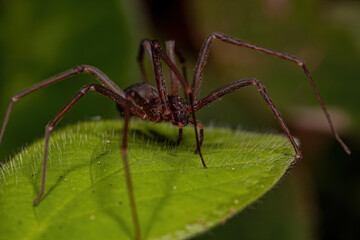Adult Recluse Spider