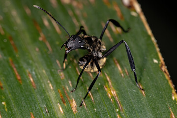 Female Adult Shimmering Golden Sugar Ant