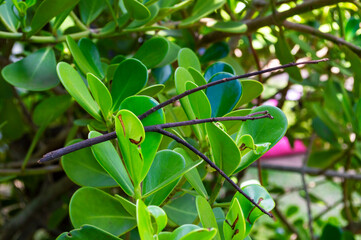 Zamioculca. Plant native to Tanzania with bright and showy foliage.