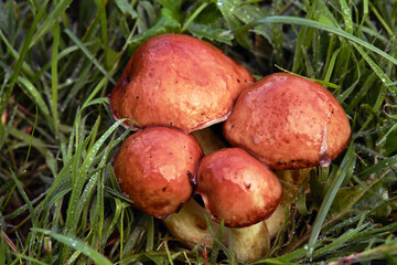 Edible mushrooms close-up in the grass. Picking mushrooms in the forest.