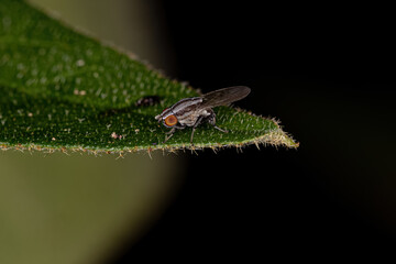 Adult Lauxaniid Fly