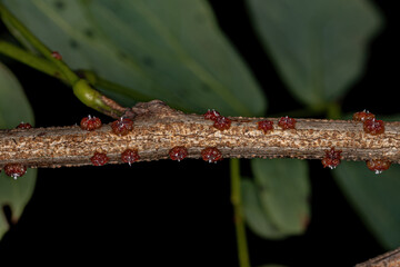 Small lacquer-producing mealybugs