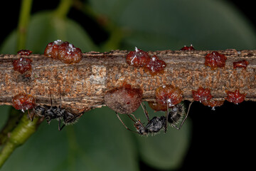 Small lacquer-producing mealybugs