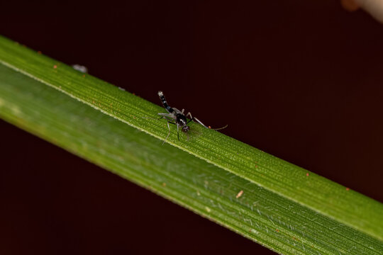 Adult Non-biting Midge
