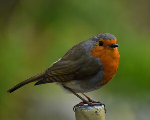 Robin posing on a fence post.