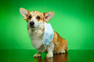 Funny Welsh Corgi Pembroke dog with medical mask isolated on green background. Protection against viruses. Wearing a mask during pandemic and quarantine. The concept of a veterinary clinic.