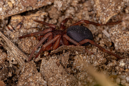 Adult Ground Spider