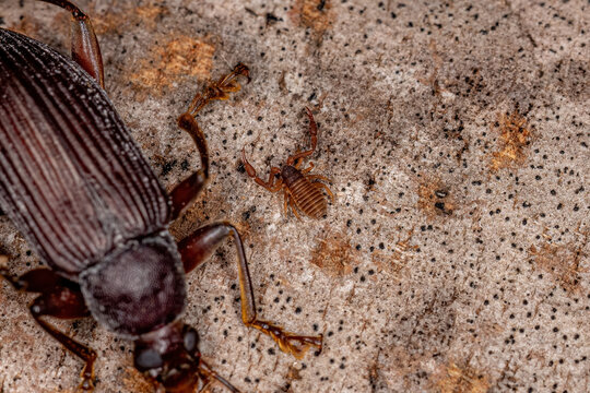 Small Pseudoscorpion Arachnid Chelicerate