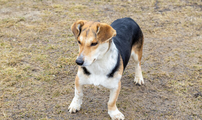 stray dog with funny paw, turned on the side. dog is sitting on the grass, outside. 