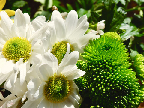 Close-up on mixed bouquet of white daisies and green chrysanthemum outside backlit by sun in Madrid, Spain