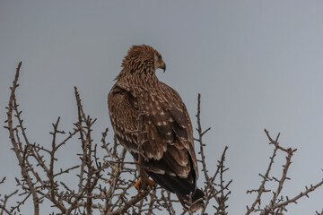 Eastern imperial eagle (Aquila heliaca). Wildlife animal.