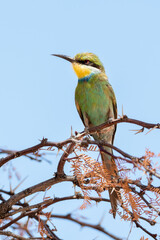 One swallow-tailed bee-eater sitting on a branch with a clear blue sky background