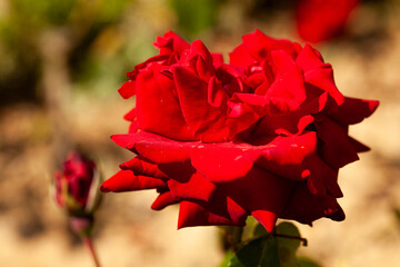Roses rouge, roseraie