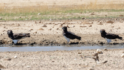 Three black-chested snake eagles at a waterhole drinking water
