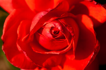 Rose, roseraie