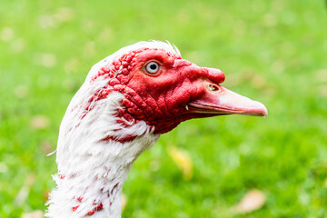 White muscovy duck with red face. Close up on green grass farm backyard