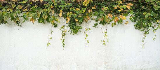 Ivy on the white wall