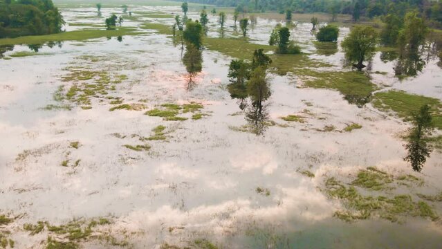 Swampy forest wetland with grass and trees on reflective water surface.  Reflections of glowing morning clouds on lake surface.  Drone fly over, Cambodia, South east Asia.