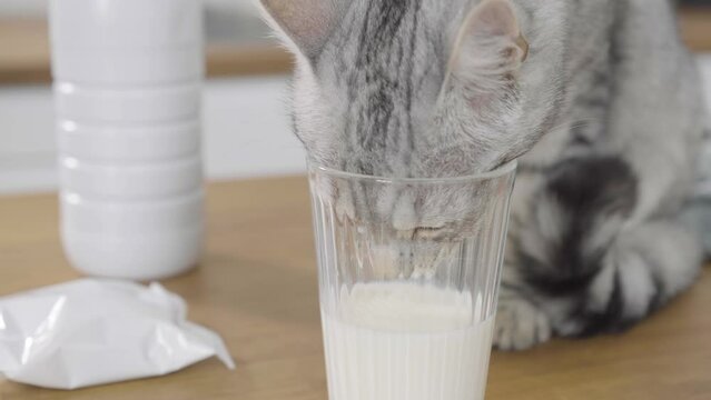 Close upYoung grey cat sticking his head in a glass to reach milk for drinking