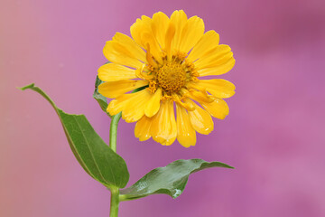 The beauty of a paper flower (Zinnia elegans) that blooms perfectly. Selectively focus with pink backgroup.