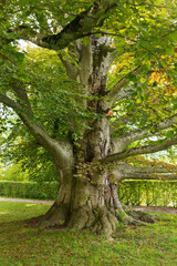 Old solitary beech with character