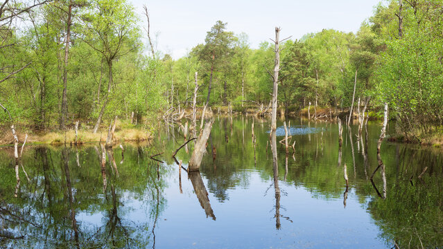 Wetland in the form of a fen