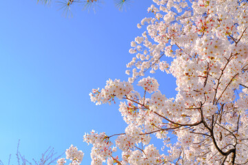 桜と青空の背景素材