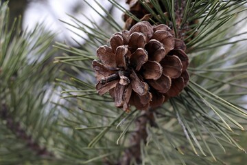 pine cones on a branch